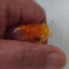 金魚 桜錦 4月産まれ 当歳 5匹 まだ当歳ですので色 肉瘤これからつきます。きんぎょ 蘭鋳 メダカ 水槽 水草 ビオトープの画像