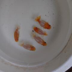 金魚 桜錦 4月産まれ 当歳 5匹 まだ当歳ですので色 肉瘤これからつきます。きんぎょ 蘭鋳 メダカ 水槽 水草 ビオトープの画像
