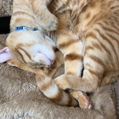 脱走した猫の情報をください。