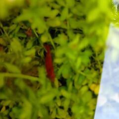 ミナミヌマエビ稚エビ5匹(＋おまけ)の画像