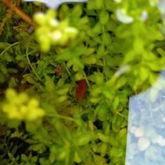 ミナミヌマエビ稚エビ5匹(＋おまけ)の画像
