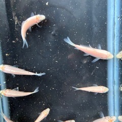 錦鯉　白鯉10匹まとめ売りの画像