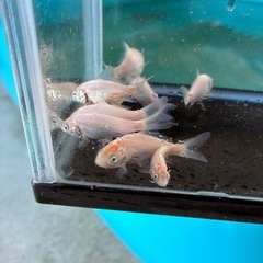 錦鯉　白鯉10匹まとめ売りの画像