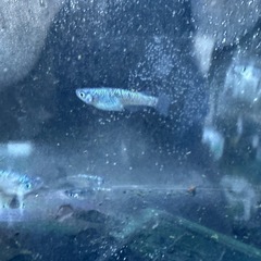 サファイアの画像