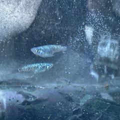 サファイアの画像