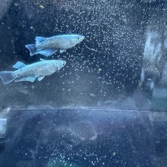 レーヴの画像