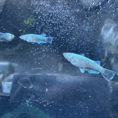 レーヴの画像