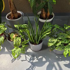 観葉植物の画像