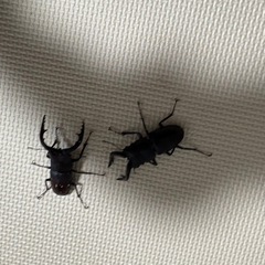 カブトムシ♂×2ノコギリクワガタ♂×2の画像