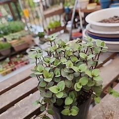 多肉植物　カリシアの画像