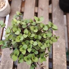 多肉植物　カリシアの画像
