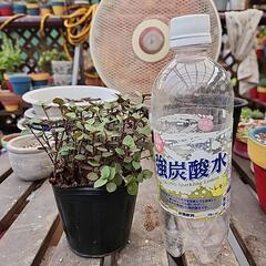 多肉植物　カリシアの画像
