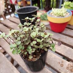 多肉植物　カリシアの画像