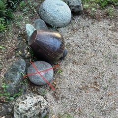 庭石。花壇作りにいかがですか？の画像