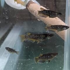 オランジェメダカ3ペアの画像
