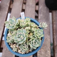 多肉植物　プロフィリカの画像