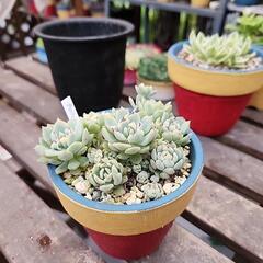 多肉植物　プロフィリカの画像
