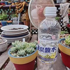 多肉植物　プロフィリカの画像