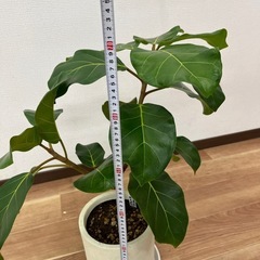 観葉植物　ゴムの木・アフリカンプリンスの画像