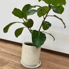 観葉植物　ゴムの木・アフリカンプリンスの画像
