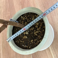 観葉植物　ゴムの木・アフリカンプリンスの画像