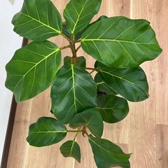 観葉植物　ゴムの木・アフリカンプリンスの画像