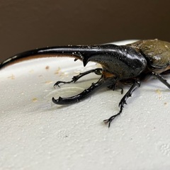 155mm ヘラクレスオオカブトの画像