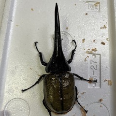 155mm ヘラクレスオオカブトの画像