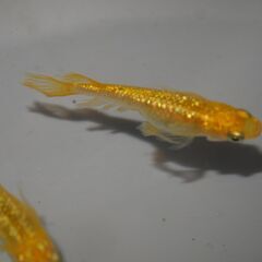 メダカ　レクリス稚魚（ヒレ長）　15匹以上　サイズバラバの画像