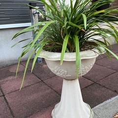 ヤブラン　の画像