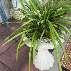 ヤブラン　の画像