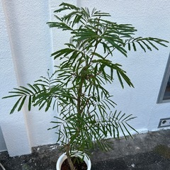 エバーフラッシュの画像
