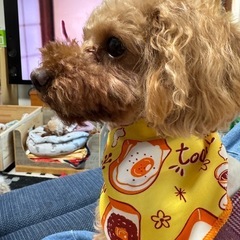 トイプードル6歳女の子 - 犬