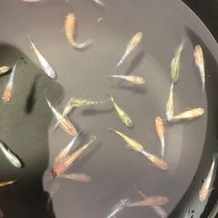 ミックス  めだか（メダカ）　10匹の画像