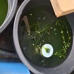 メダカあげます。(ミックス)の画像