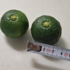 無農薬　すだち（5個）の画像
