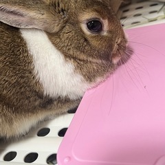ミニウサギ 
