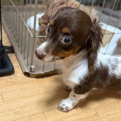 仔犬元気いっぱい女の子( ơ ᴗ ơ )