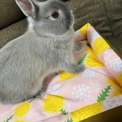 ネザーランドドワーフ