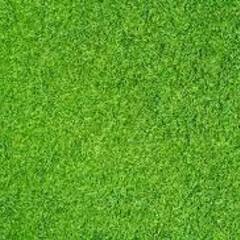 人工芝　が　ほしいです。