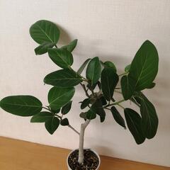 フィカス　ベンガレンシスの画像