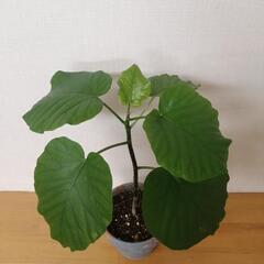フィカス　ウンベラータ　の画像