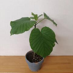 フィカス　ウンベラータ　の画像
