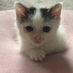 生後約1ヶ月の女のコ 里親さん募集中