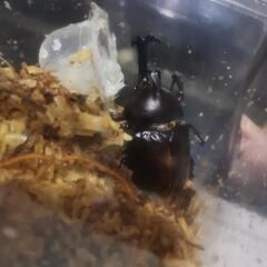 国産カブトムシ 飼育品の画像