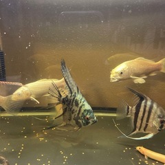 プラチナ鯉2匹セットの画像