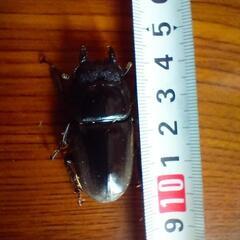 テイオウヒラタクワガタ９４ミリ４５ミリペアの画像