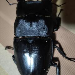 テイオウヒラタクワガタ９４ミリ４５ミリペアの画像