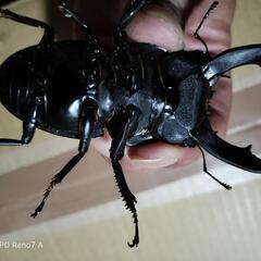 テイオウヒラタクワガタ９４ミリ４５ミリペアの画像