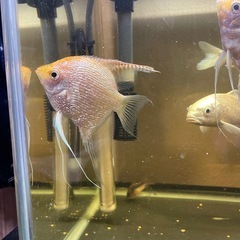 エンゼルフィッシュ1匹売り（6匹居ます。）個体指定あり。の画像